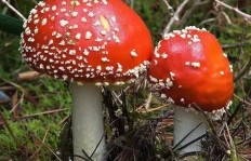 在湖南种植蘑菇，真的能带来可观收益吗？