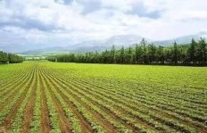 在城市土地上种植哪种作物最具盈利潜力？