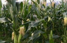 种麦子更赚钱还是玉米收益更高？农业种植收益对比分析