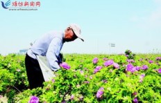 农村种植与养殖项目，致富网助力乡村振兴，你了解多少？