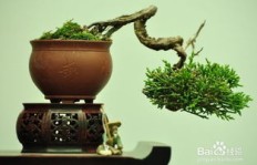微型盆景制作能否带来可观收益？