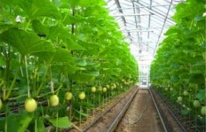 哪种绿化植物种植最具经济效益，能助你养家糊口？