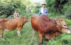 在农村养牛的同时，哪些副业能带来额外收益？