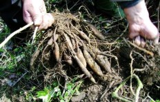农村种植哪类作物收益最高？如何选择最具盈利潜力的农作物？