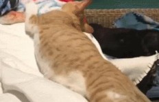 家里养猫究竟能否带来经济效益？