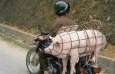 养猪场转型养黄鳝，经济效益如何？是否值得一试？