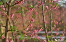 在偏远农村种植哪些蔬菜能带来可观收益？