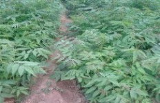 大棚种植能否带来可观收益？真相究竟如何？