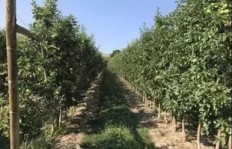 成都苹果树下环境如何？种植技巧有哪些？