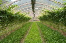 河南夏季种植哪种作物最赚钱？你了解吗？
