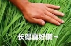 割韭菜副业真的能赚钱吗？值得尝试还是陷阱？