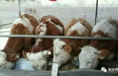 在广州养哪种牛最赚钱？选择哪种牛养殖效益高？