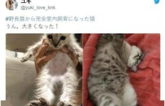 养流浪猫真的能赚钱吗？经济效益如何评估？