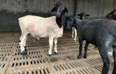 新手养殖如何选择？养羊还是养乌鸡更赚钱？