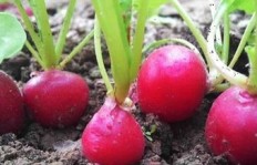 种植樱桃萝卜真的能带来可观收益吗？