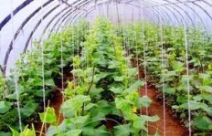 大棚种植副业真的能带来可观收益吗？
