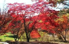 沙果种植真的能带来高收益吗？如何实现盈利最大化？