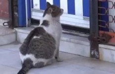 农村售卖怀孕猫咪，真的能盈利吗？