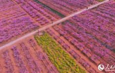 昔日农村哪类作物种植收益最高？探寻致富秘诀