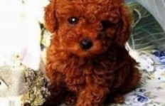 宁波泰迪幼犬价格是多少？宁波地区泰迪犬幼崽多少钱一只？