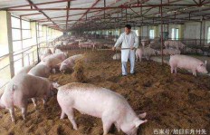 养猪与卖肉，哪个更赚钱？经济效益大比拼！