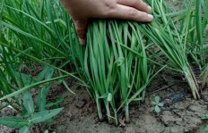 哪类职业在种植韭菜领域最具盈利潜力？
