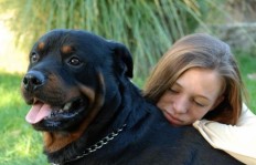 当前市场上哪种犬类最具盈利潜力？你了解吗？