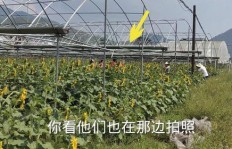 北方路边种植哪种植物最具盈利潜力？
