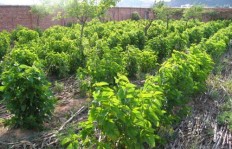 在拉萨市种植哪种树木最具经济效益？
