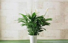 种植观音竹究竟有何深意与好运寓意？