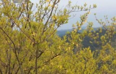 种植连翘能否带来可观的经济收益？你知道吗？