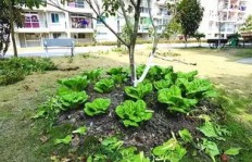 如何加入拼多多种菜赚钱行列？操作指南详解