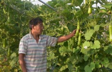 农村家庭种植哪种蔬菜最赚钱？你知道吗？