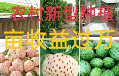 农村创业种植哪种植物最赚钱？选对项目轻松盈利