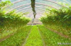 大棚种植哪类作物最赚钱？选择对了收益翻倍！