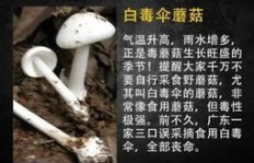 小蘑菇打码究竟有何用途，是否存在毒性隐患？