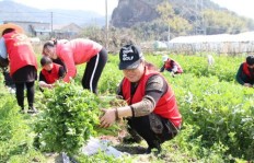 九十岁老农仍坚守田间，卖货所得能否维持生计？