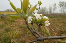 皖北地区当前种植哪些蔬菜收益较高？