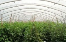 陕西大棚菜种植能否带来可观收益？