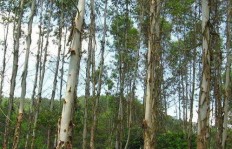 在郑州种植哪种本土树木最具经济效益？