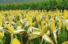 在安徽种植哪些作物最具经济效益？