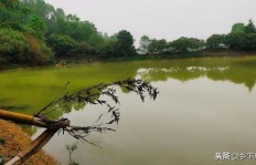 鱼塘养殖能否带来经济效益？鱼儿能否变身“摇钱树”？