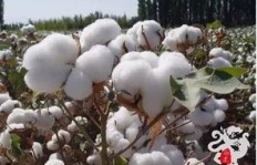 哪个朝代种植棉花最能致富？探寻古代棉花经济的黄金时代