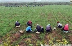 想要在家种植药材致富，选哪种药材最赚钱呢？