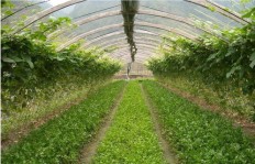 驻马店地区种植哪种作物最赚钱？您知道吗？