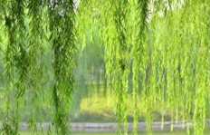 哪种树木既省电又具高经济效益？
