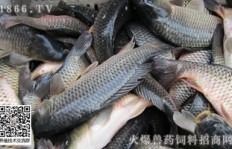 鱼塘养殖能否带来可观收益？投资鱼塘真的赚钱吗？