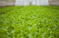 在农村，种植哪些作物比小麦更具盈利潜力？