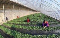在大城市种菜真的能赚钱吗？经济效益如何？