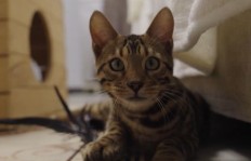 猫咪如何找到合适的副业增加收入？
